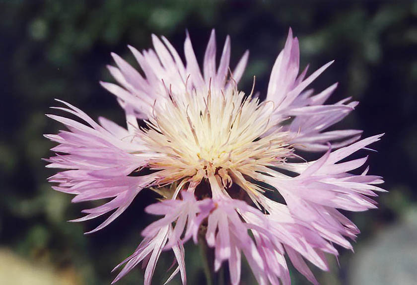 Prunella grandiflora